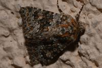 Hecatera dysodea