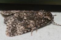 Acronicta megacephala