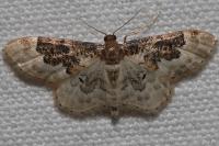 Idaea rusticata