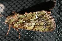 Polyphaenis sericata