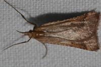 Synaphe punctalis