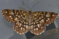 Chiasmia clathrata