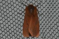 Phragmatobia fuliginosa