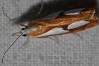 Catoptria pinella