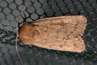 Hoplodrina octogenaria