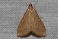 Ostrinia nubilalis