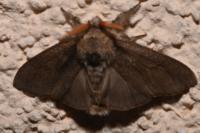 Calliteara pudibunda