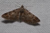 Gymnoscelis rufifasciata