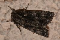 Acronicta rumicis