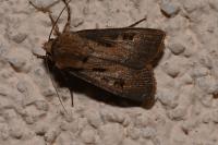 Agrotis exclamationis exclamationis