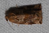 Archips xylosteana