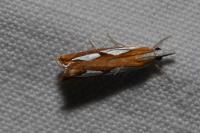 Catoptria pinella