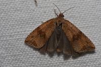 Celypha striana