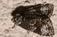 Craniophora ligustri