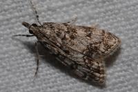 Eudonia lacustrata