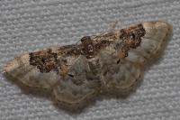 Idaea rusticata
