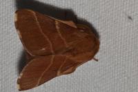 Malacosoma neustria