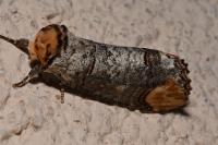 Phalera bucephala