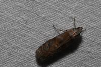 Phycita roborella