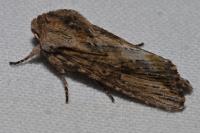 Egira conspicillaris