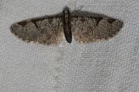 Eupithecia indigata