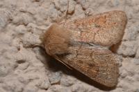 Orthosia miniosa