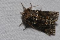 Polyploca ridens
