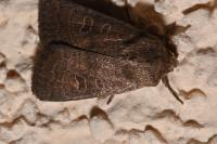 Hoplodrina ambigua