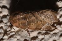 Cosmia affinis