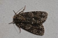Acronicta rumicis