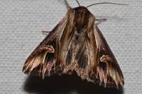 Actinotia polyodon