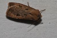 Agrotis exclamationis exclamationis