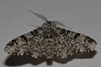 Biston betularia