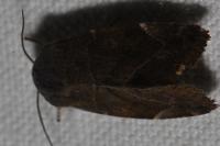 Cosmia affinis