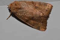 Cosmia trapezina