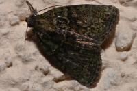 Cryphia algae