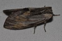 Harpyia milhauseri