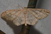Idaea aversata