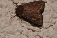 Lacanobia oleracea