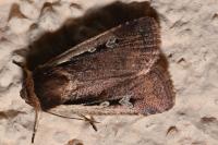 Ochropleura plecta