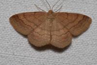 Scopula rubiginata