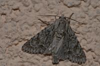 Acronicta aceris