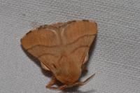 Malacosoma neustria