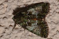 Polyphaenis sericata