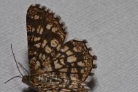 Chiasmia clathrata