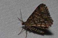 Chiasmia clathrata