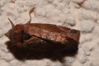 Cosmia pyralina