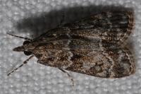 Eudonia mercurella