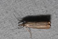 Chrysoteuchia culmella