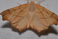 Ennomos erosaria